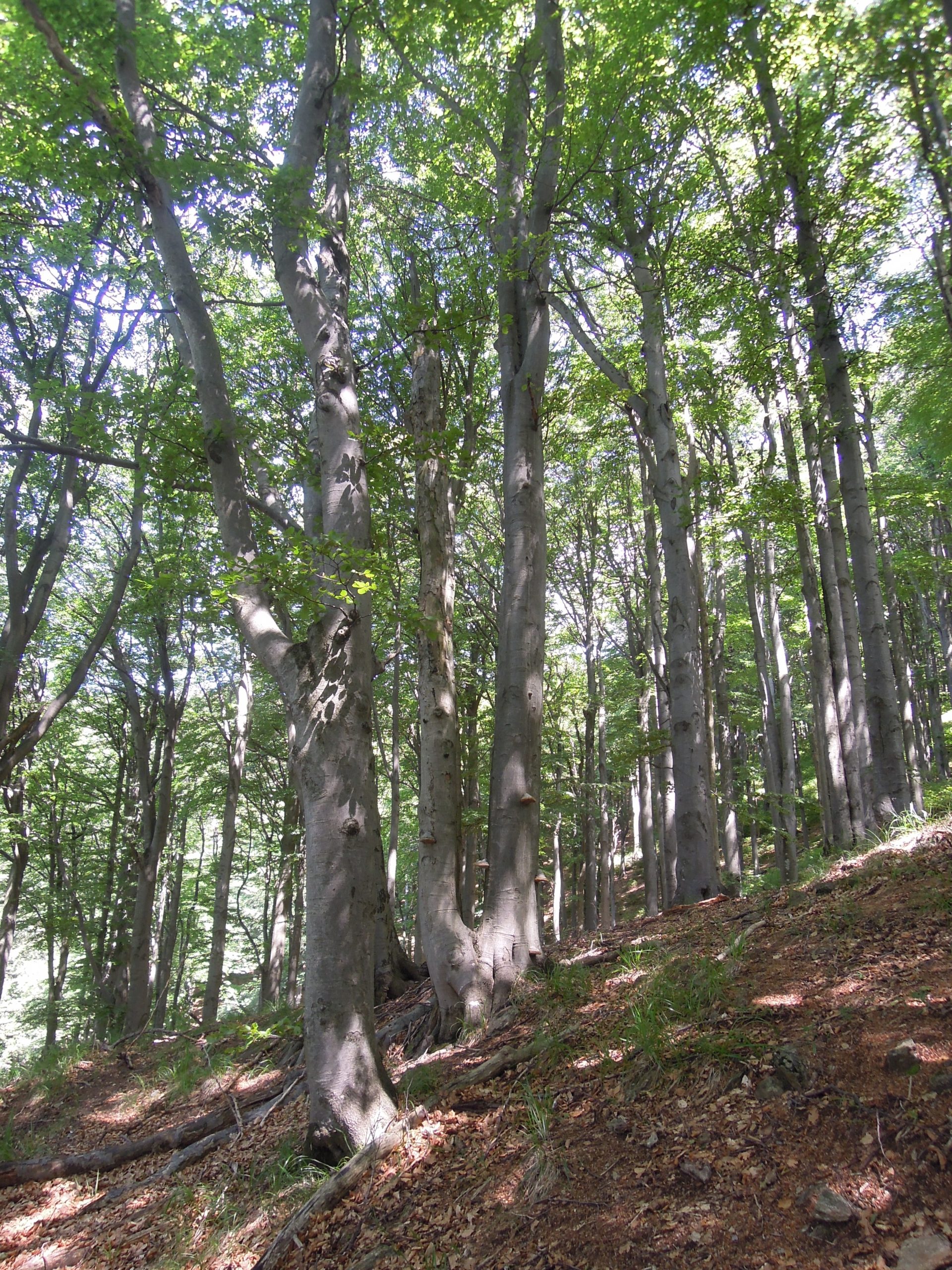 Považský Inovec