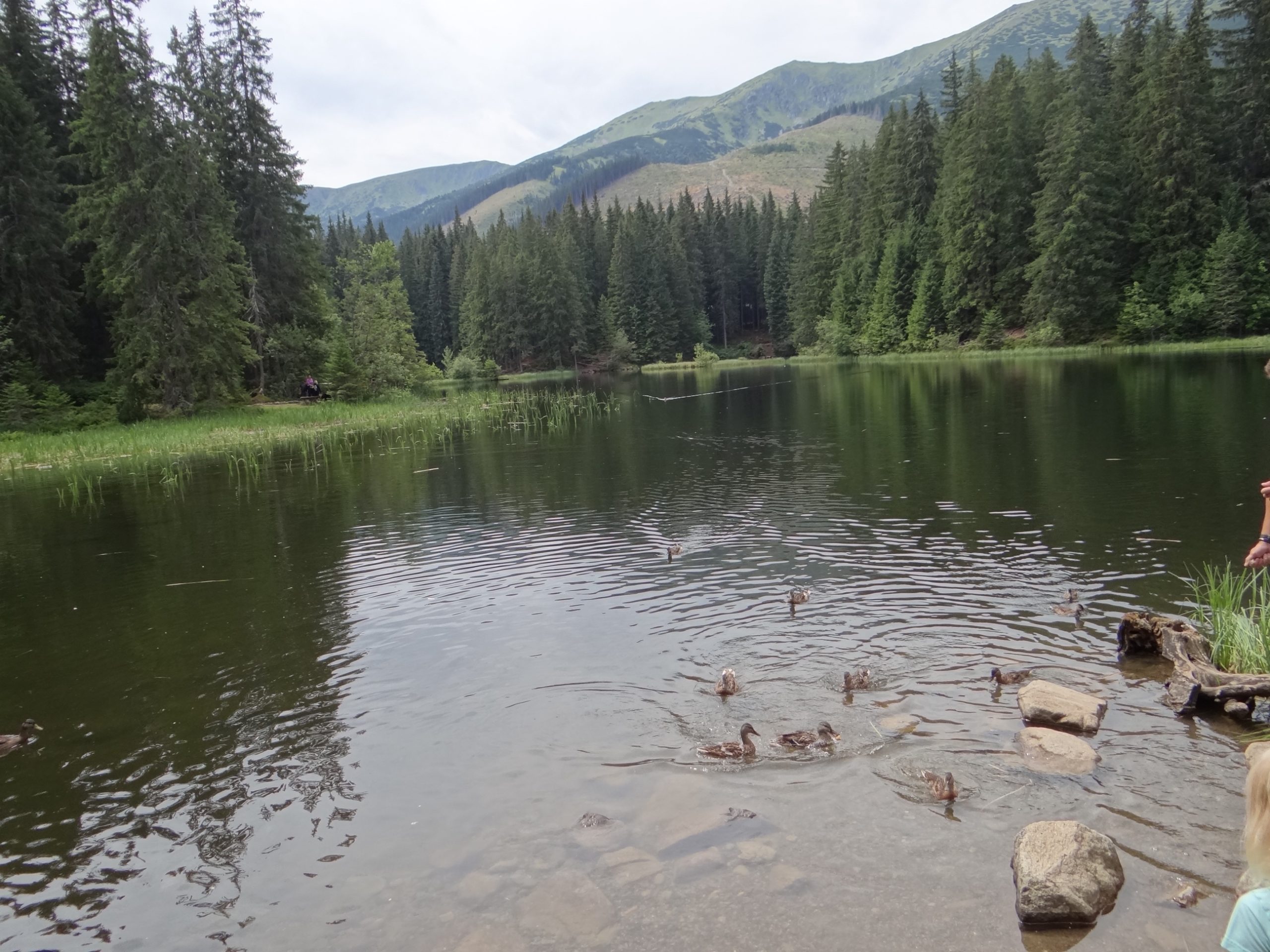 Vrbické pleso