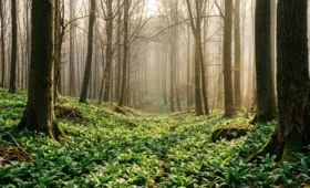 Jar v lese, zelený koberec