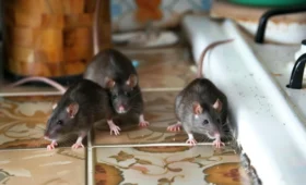 čo neznášajú potkany