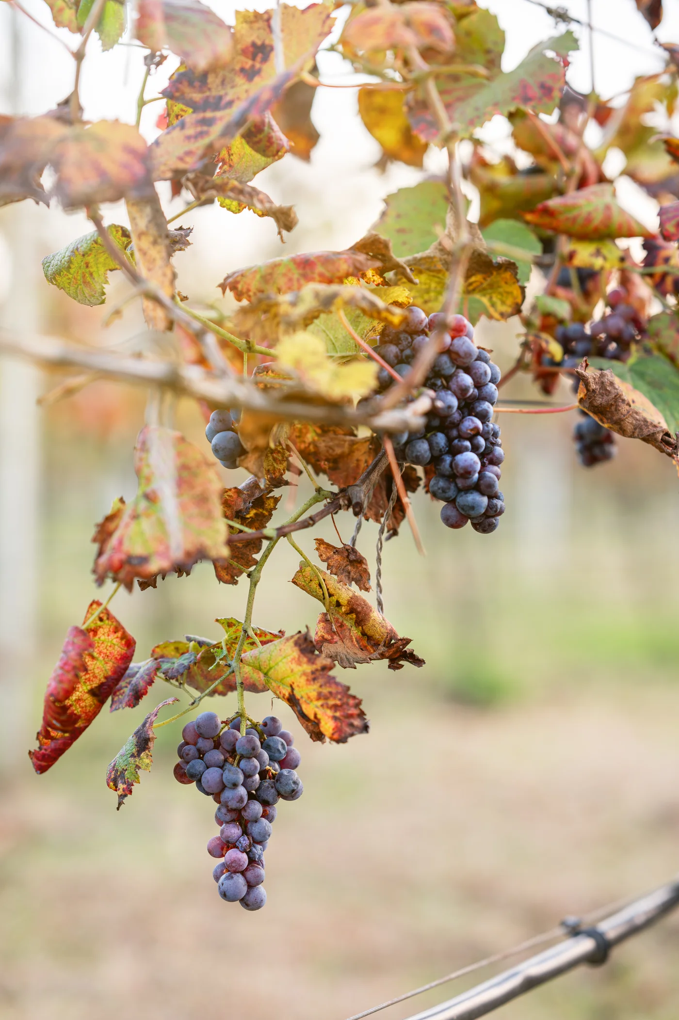 vinobranie-hrozno